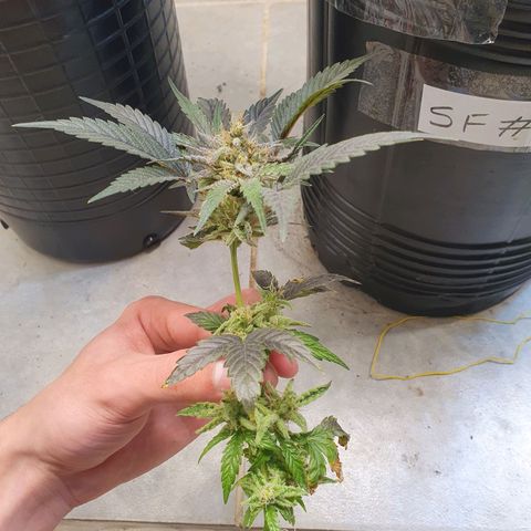 Sour Fields #1 growlog timeline photo