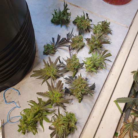 Sour Fields #1 growlog timeline photo