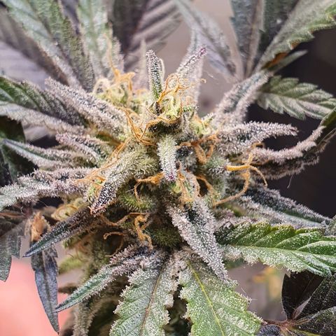 Sour Fields #1 growlog timeline photo