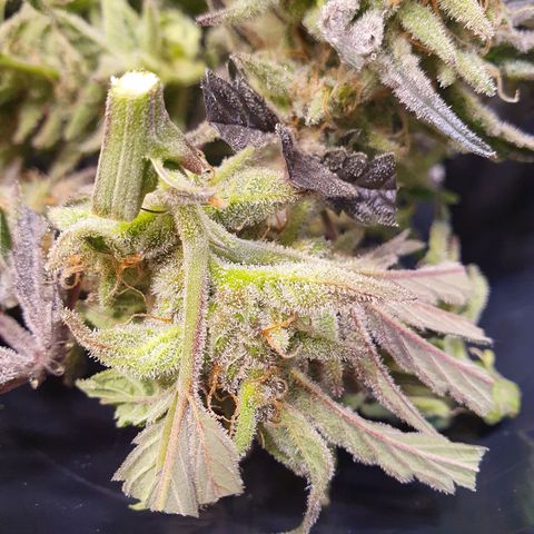 Sour Fields #1 growlog timeline photo