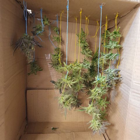 Sour Fields #1 growlog timeline photo