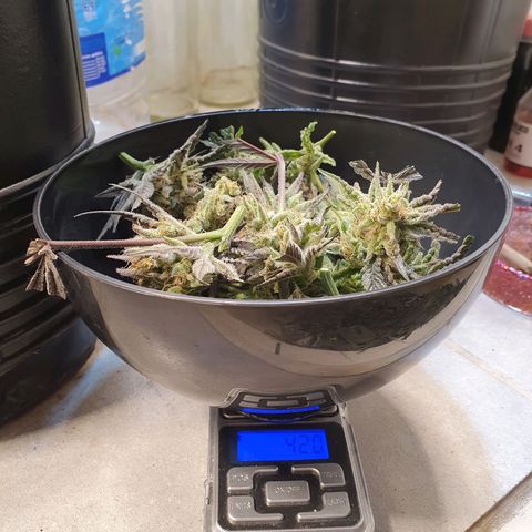 Sour Fields #1 growlog timeline photo