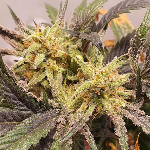 Sour Fields #1 growlog timeline photo
