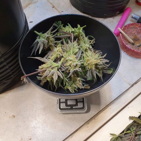 Sour Fields #1 growlog timeline photo
