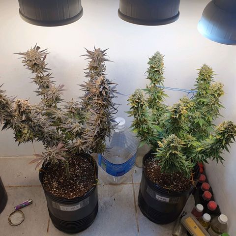 Sour Fields #2 growlog timeline photo