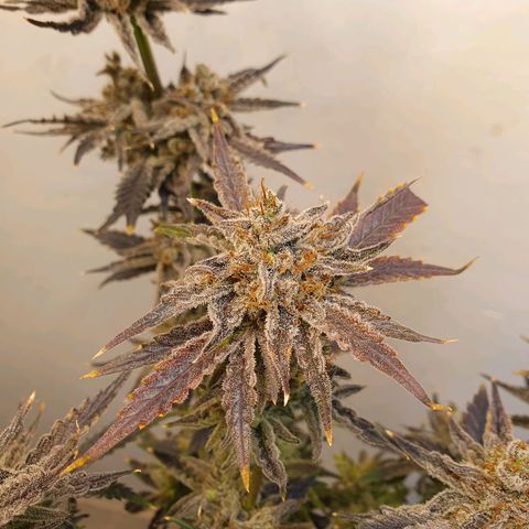 Sour Fields #2 growlog timeline photo