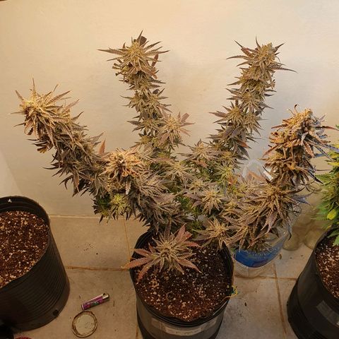 Sour Fields #2 growlog timeline photo