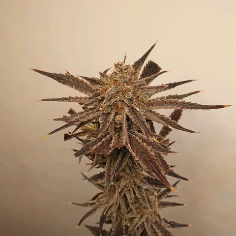 Sour Fields #2 growlog timeline photo