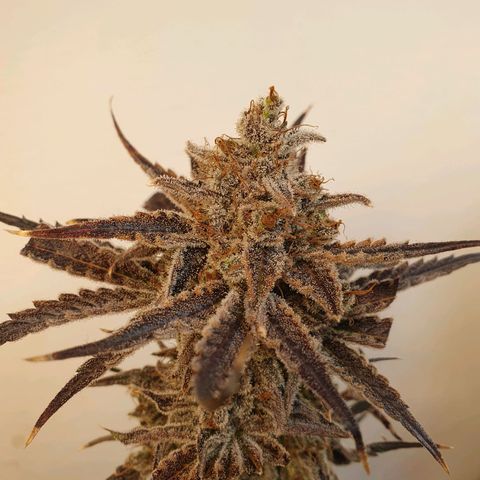 Sour Fields #2 growlog timeline photo