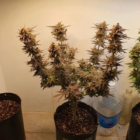 Sour Fields #2 growlog timeline photo