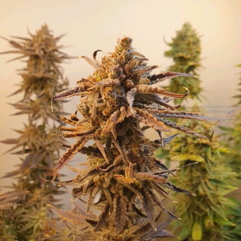 Sour Fields #2 growlog timeline photo