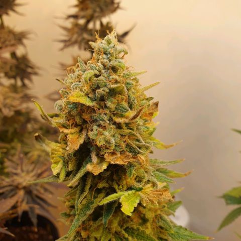 White Roquefort growlog timeline photo