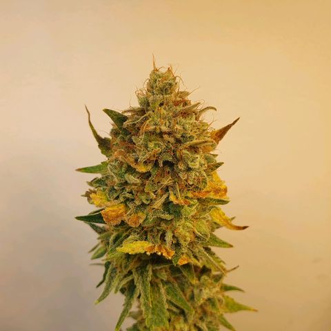 White Roquefort growlog timeline photo