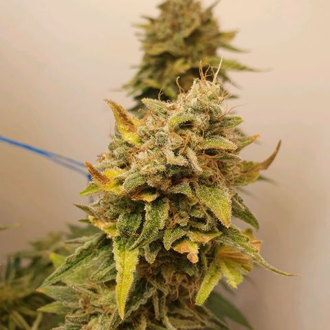 White Roquefort growlog timeline photo