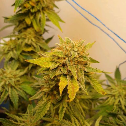 White Roquefort growlog timeline photo