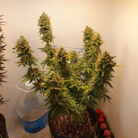 White Roquefort growlog timeline photo