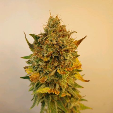 White Roquefort growlog timeline photo