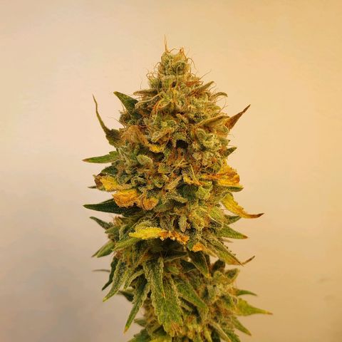 White Roquefort growlog timeline photo