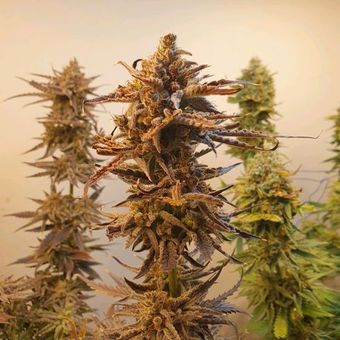 Sour Fields #2 growlog timeline photo