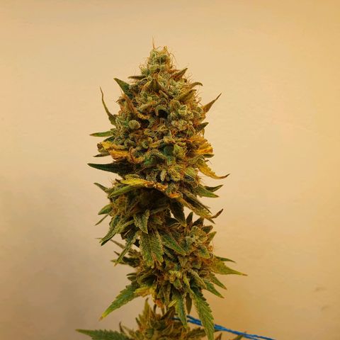 White Roquefort growlog timeline photo