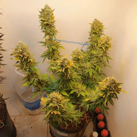 White Roquefort growlog timeline photo