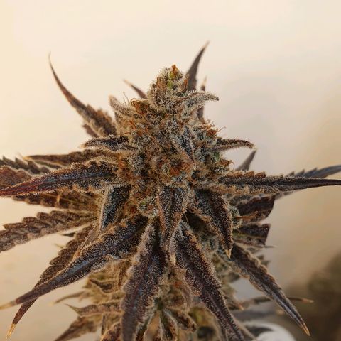Sour Fields #2 growlog timeline photo