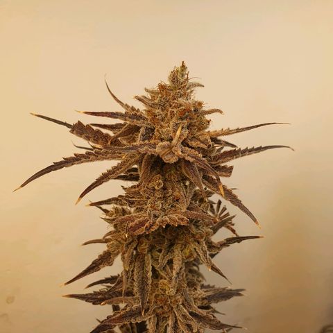 Sour Fields #2 growlog timeline photo