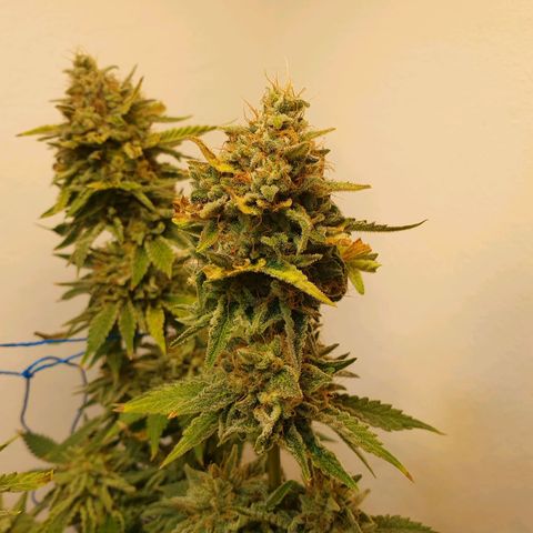 White Roquefort growlog timeline photo