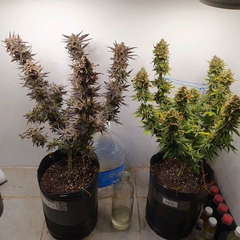 Sour Fields #2 growlog timeline photo