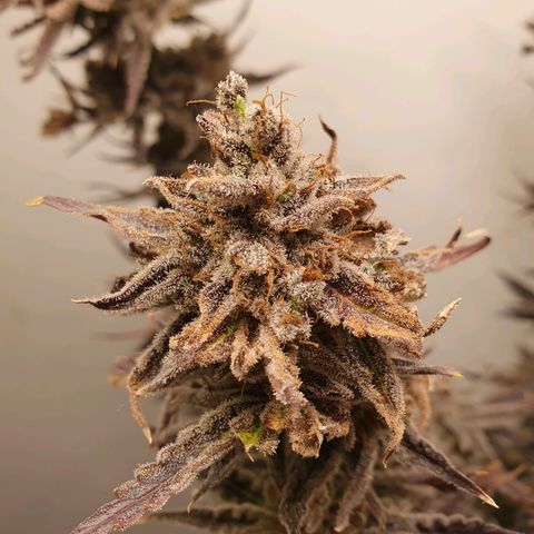 Sour Fields #2 growlog timeline photo