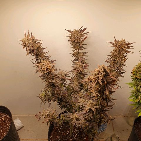 Sour Fields #2 growlog timeline photo