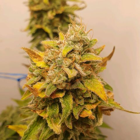 White Roquefort growlog timeline photo