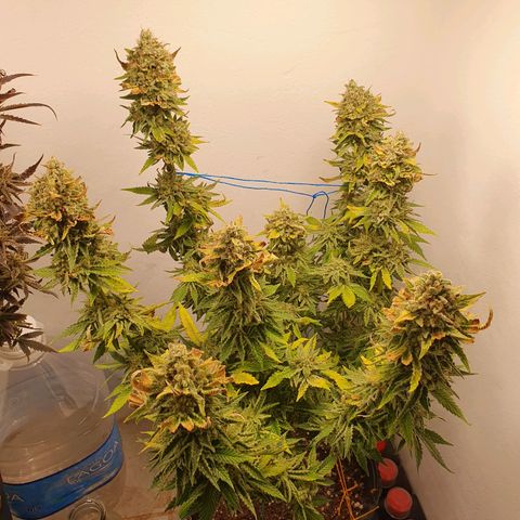 White Roquefort growlog timeline photo
