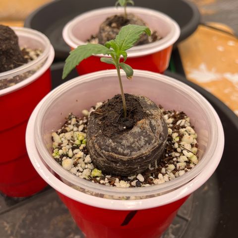Samsquanch 1 #1 growlog timeline photo