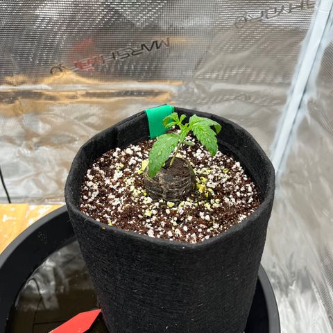 Samsquanch 1 #1 growlog timeline photo