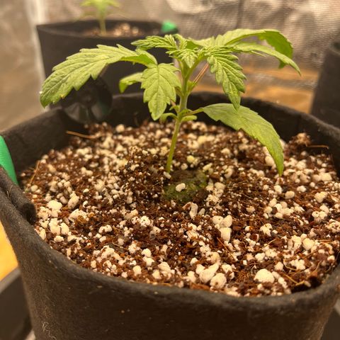 Samsquanch 1 #1 growlog timeline photo