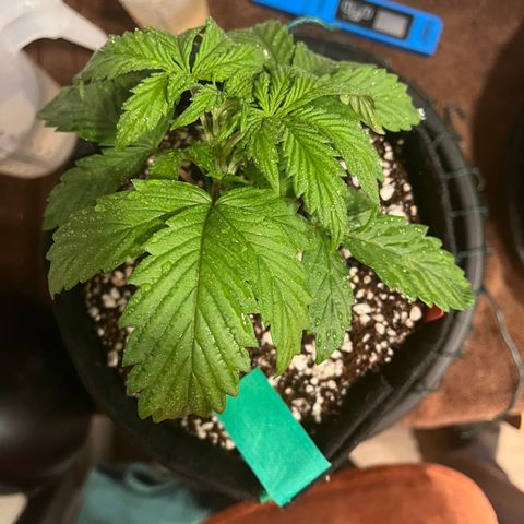 Samsquanch 1 #1 growlog photo: Started LST