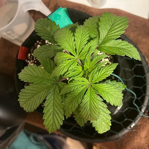 Samsquanch 1 #1 growlog photo: Started LST