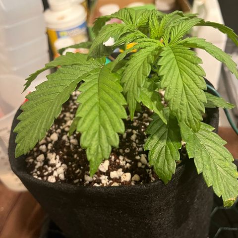 Samsquanch 1 #1 growlog photo: Started LST