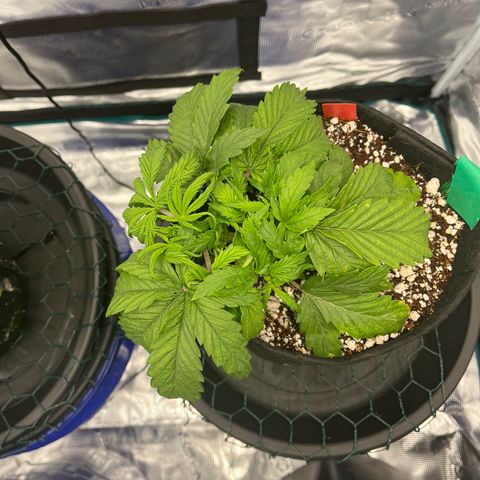 Samsquanch 1 #1 growlog timeline photo