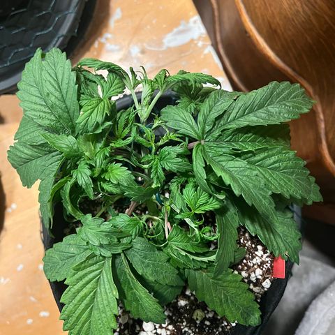 Samsquanch 1 #1 growlog timeline photo