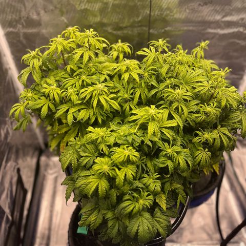 Samsquanch 1 #1 growlog timeline photo