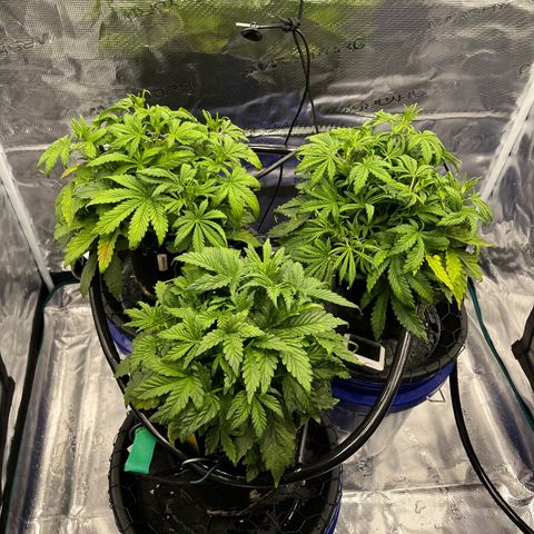 Samsquanch 1 #1 growlog timeline photo