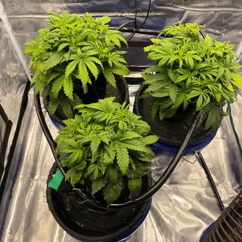 Samsquanch 1 #1 growlog timeline photo
