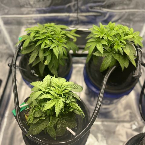 Samsquanch 1 #1 growlog timeline photo