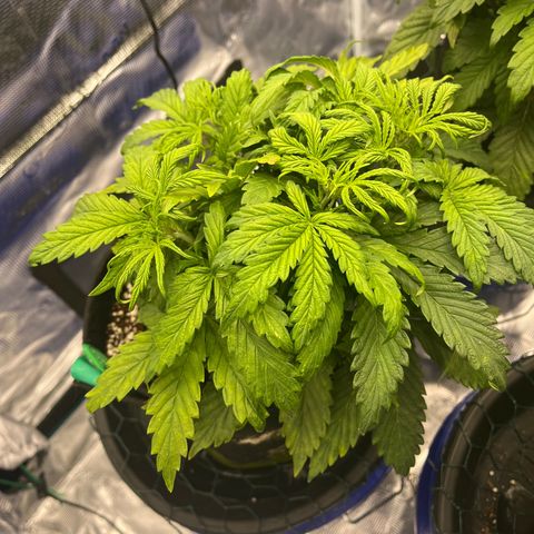 Samsquanch 1 #1 growlog timeline photo