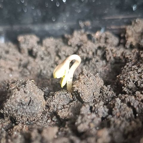 SUPER SKUNK #2🌱 growlog photo: Begin sprout 