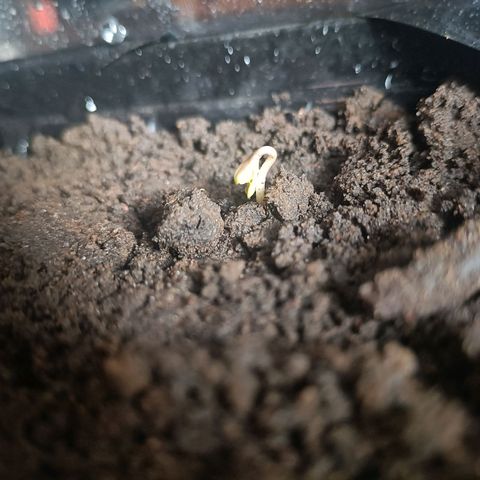 SUPER SKUNK #2🌱 growlog timeline photo