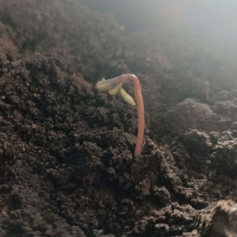 SUPER SKUNK #3🌱 growlog timeline photo