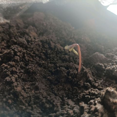 SUPER SKUNK #3🌱 growlog timeline photo